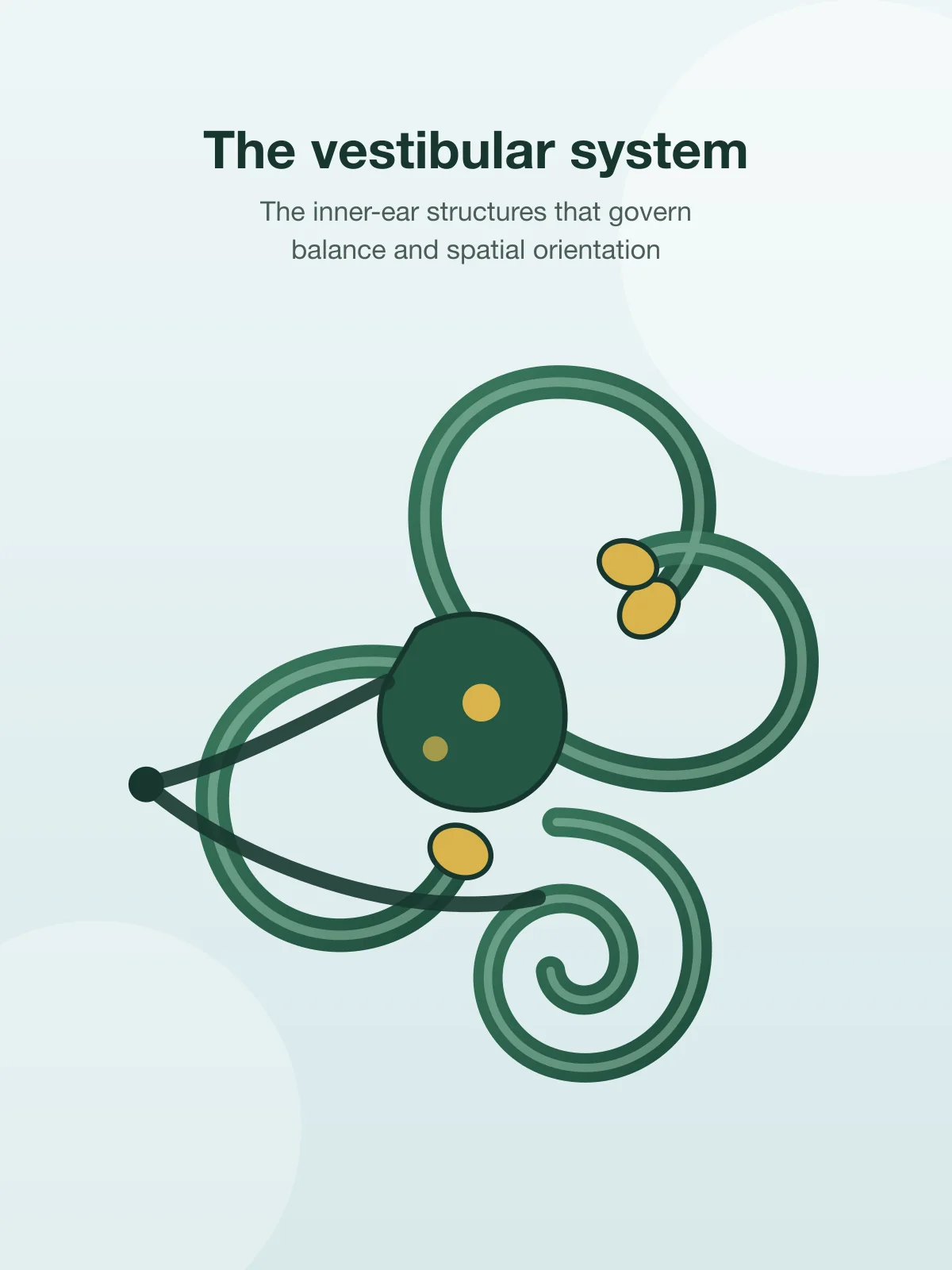 Illustration of the vestibular system of the inner ear, showing the semicircular canals, vestibule, and cochlea